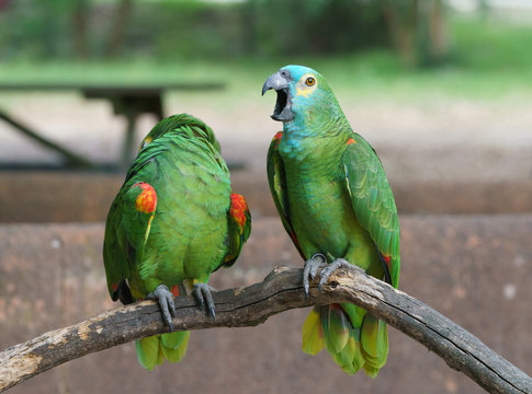 Couple of Turquoise-fronted amazon / blue-fronted parrot. They have blue feathers on the forehead above the beak and yellow on the face and crown. Birds caress each other like wife and husband. 
