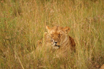 Lion with cubs, lioness with baby lions in the wilderness