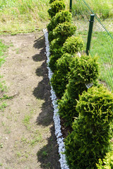 decorative dark green cypress greenery along the edge of the yard with a white pebble stripe along the hollow
