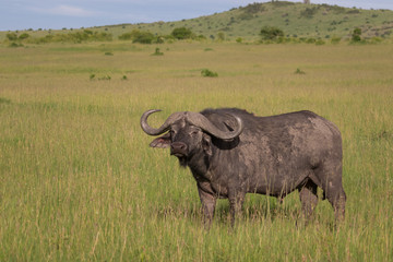 Obraz premium gefährlicher Büffel