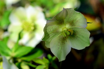 Nieswurzblüten im Frühling