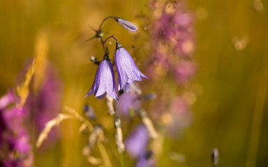 Wildflowers in the morning