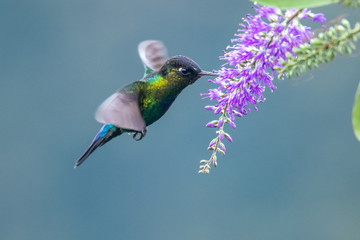 Green Violet-ear (Colibri thalassinus) hummingbird in flight isolated on a green background in Costa Rica