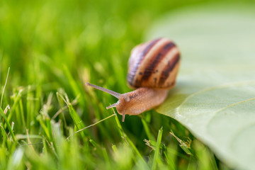 Beautiful lovely snail in grass with morning dew.