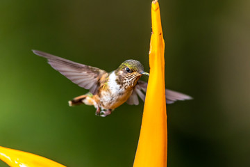 Green Violet-ear (Colibri thalassinus) hummingbird in flight isolated on a green background in Costa Rica
