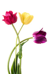 Three varicolored tulips isolated on a white background