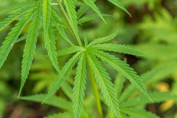 Marijuana cannabis leaf background.