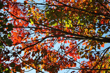 Colorful Leaves