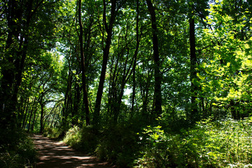 Fototapeta na wymiar Forest Path 2