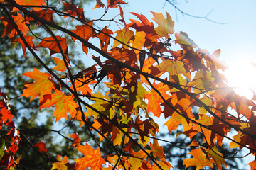 Fall Leaves in Sun