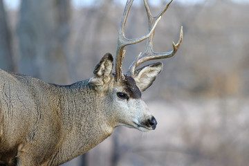Colorado Wildlife. Wild Deer on the High Plains of Colorado. Mule deer buck.