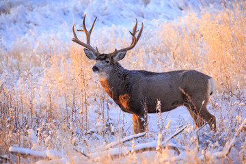 Colorado Wildlife. Wild Deer on the High Plains of Colorado