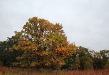 Fototapeta premium October Tree