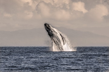 Fototapeta premium Whale jump off the coast of Madagascar, taken from the boat
