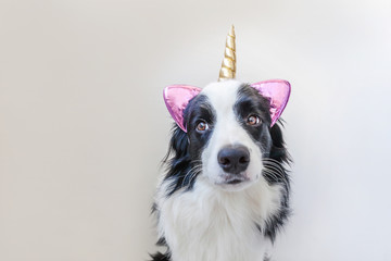 Funny Kawaii portrait puppy dog border collie with unicorn horn isolated on white background. Dog with corn, cute dogcorn. My happy unicorn life. Pet care and animal concept.