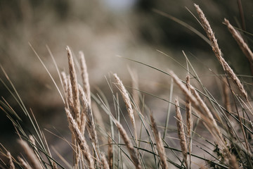 Dünengräser Nordsee 