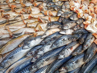 Fish. Hake. Mackerel. Beautiful display on display