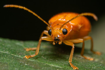 Small orange beetle