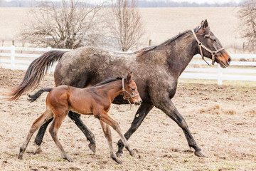 A muddy bay mare and her young foal trot through a paddock.