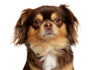 Close-up of a long-haired Chihuahua dog