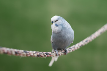 PERIQUITO