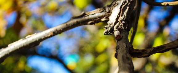 Ladybug on Tree