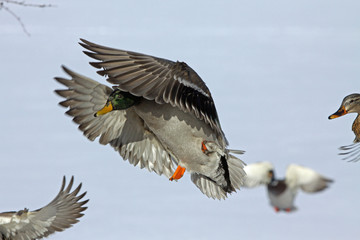 Hybrid drake mallard