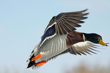 Drake in flight
