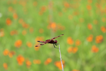 Dragonfly in Summer