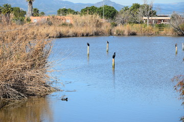 birds on lake