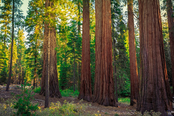 Mariposa Grove of Giant Sequoias, Yosemite National Park, California