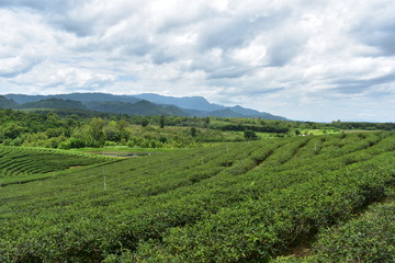 Fototapeta na wymiar Tea plantation Thailand Asia green valley 