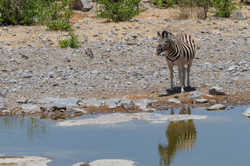 Fototapeta na wymiar Steppenzebra an einem Wasserloch im Etosha Nationalpark