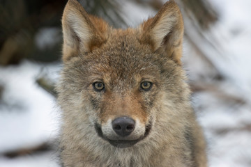 grey/timber wolf, Canis lupus familiaris, close up head portrait within a pine forest with snowy background.