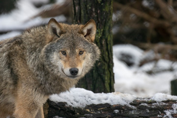 grey/timber wolf, Canis lupus familiaris, close up head portrait within a pine forest with snowy background.