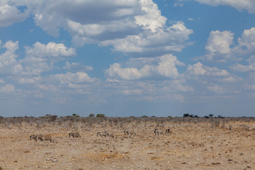 Steppenzebras im Etosha Nationalpark