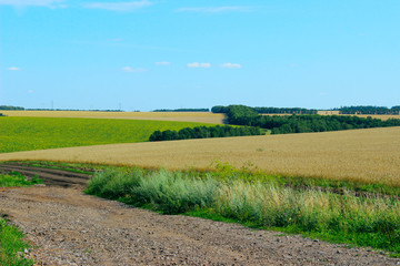Beautiful nature background. Green   meadow and blue sky background. Wonderful landscape.