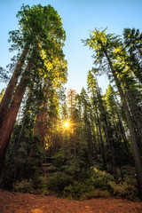 Sunrise in the Sequoia Forest, Yosemite National Park,