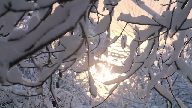 Snow falling at sunset on a background of snowy branches