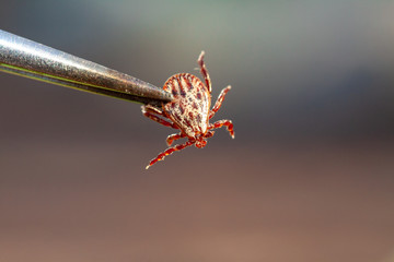 A dangerous parasite and infection carrier mite