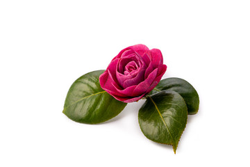 Flor camelia sobre fondo blanco