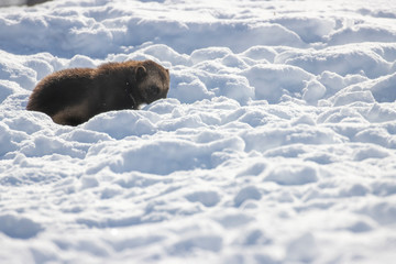 wolverine, Gulo gulo, digging in soft fluffy snow during a bright and warm winters day.
