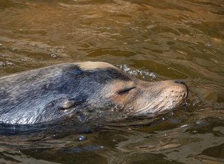 Fototapeta premium detail of head of sea lion in the water