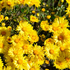 Background of blooming chrysanthemums in the flowerbed.