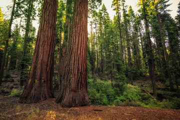 Obraz premium Forest of Sequoias, Yosemite National Park, California