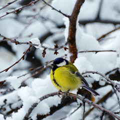 Titmouse sits on a tree branch in winter.