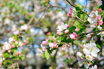 Flowers of an apple tree. Shallow depth of field.