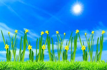 Fototapeta na wymiar Background image of yellow daffodils against a blue sky with sun