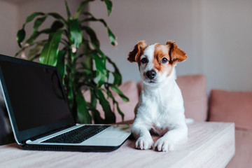 cute jack russell dog working on laptop at home. Technology concept