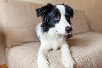 Funny portrait of cute smilling puppy dog border collie on couch. New lovely member of family little dog at home gazing and waiting. Pet care and animals concept.